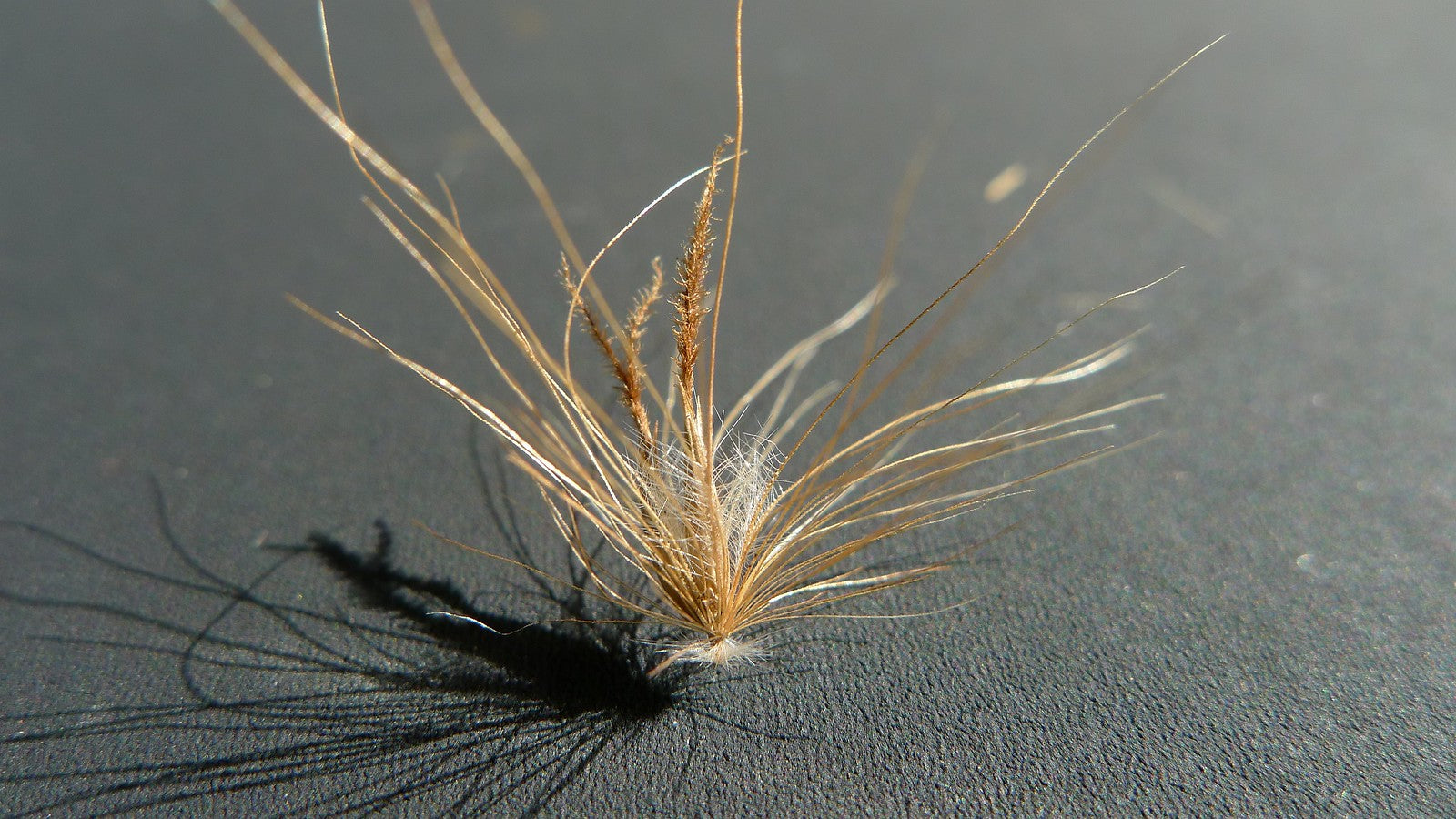 Fountain Grass rubrum compacta (Pennisetum macrostachyum)