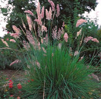 Fountain Grass Ruby Magic (Pennisetum)