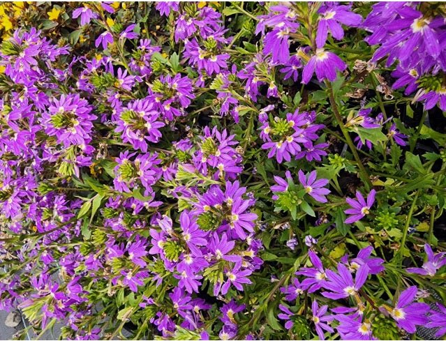 Fan Flower Fairy Blue (Scaevola aemula) - Ladybird Nursery