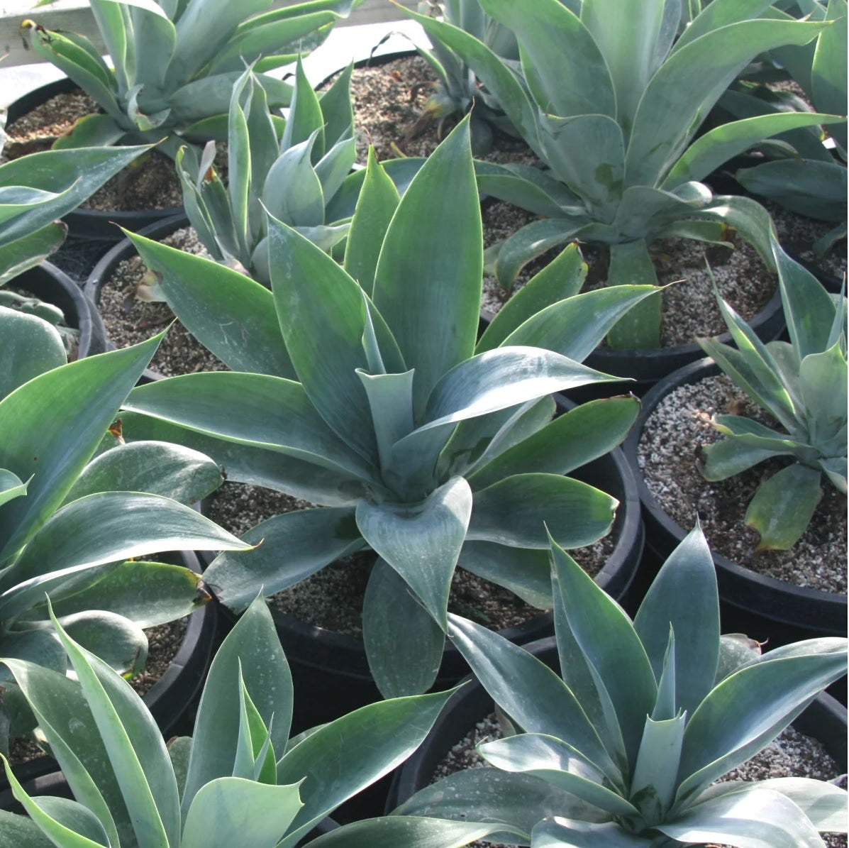 Fox Tail Agave Boutins Blue (Agave attenuata)