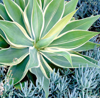Fox Tail Agave Foxtail (Agave attenuata)