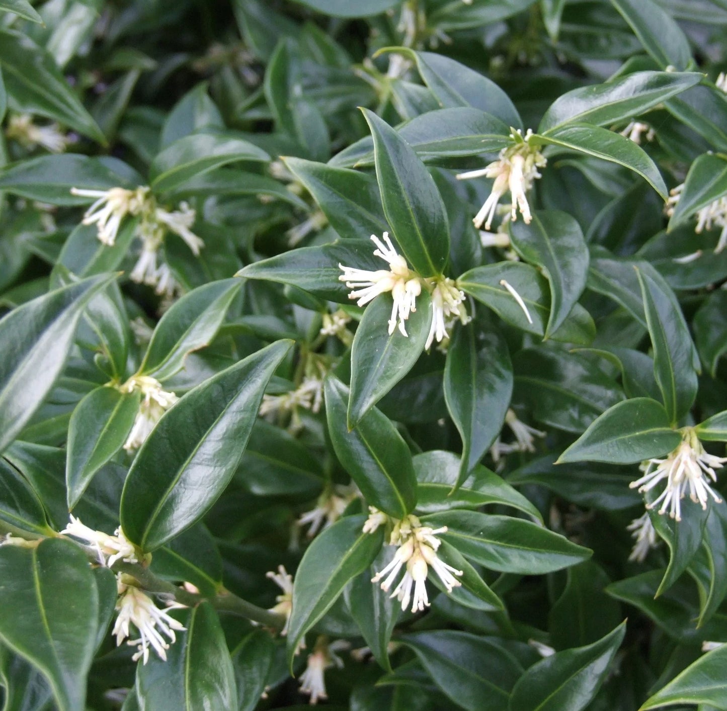 Fragrant Sweet Box (Sarcococca ruscifolia)