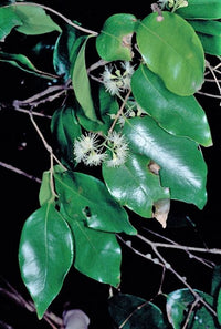 Francis Water Gum (Syzygium francisii)