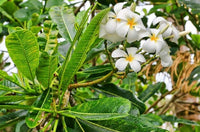 Frangipani (Plumeria obtusa)