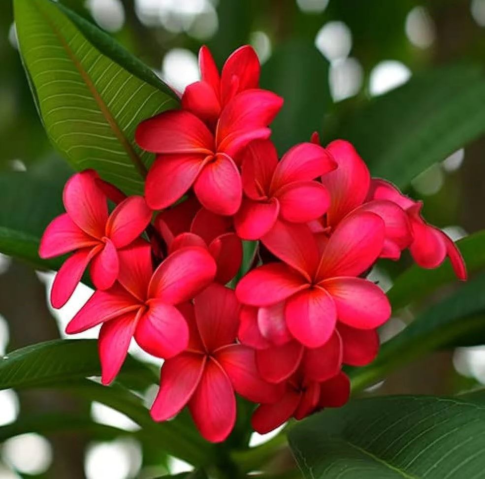 Frangipani (Plumeria rubra)