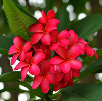 Frangipani (Plumeria rubra)