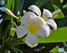 Frangipani Acutifolia (Plumeria rubra)