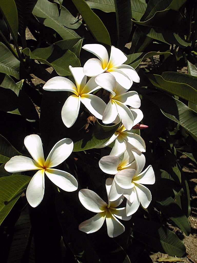 Frangipani acutifolia White (Plumeria rubra)