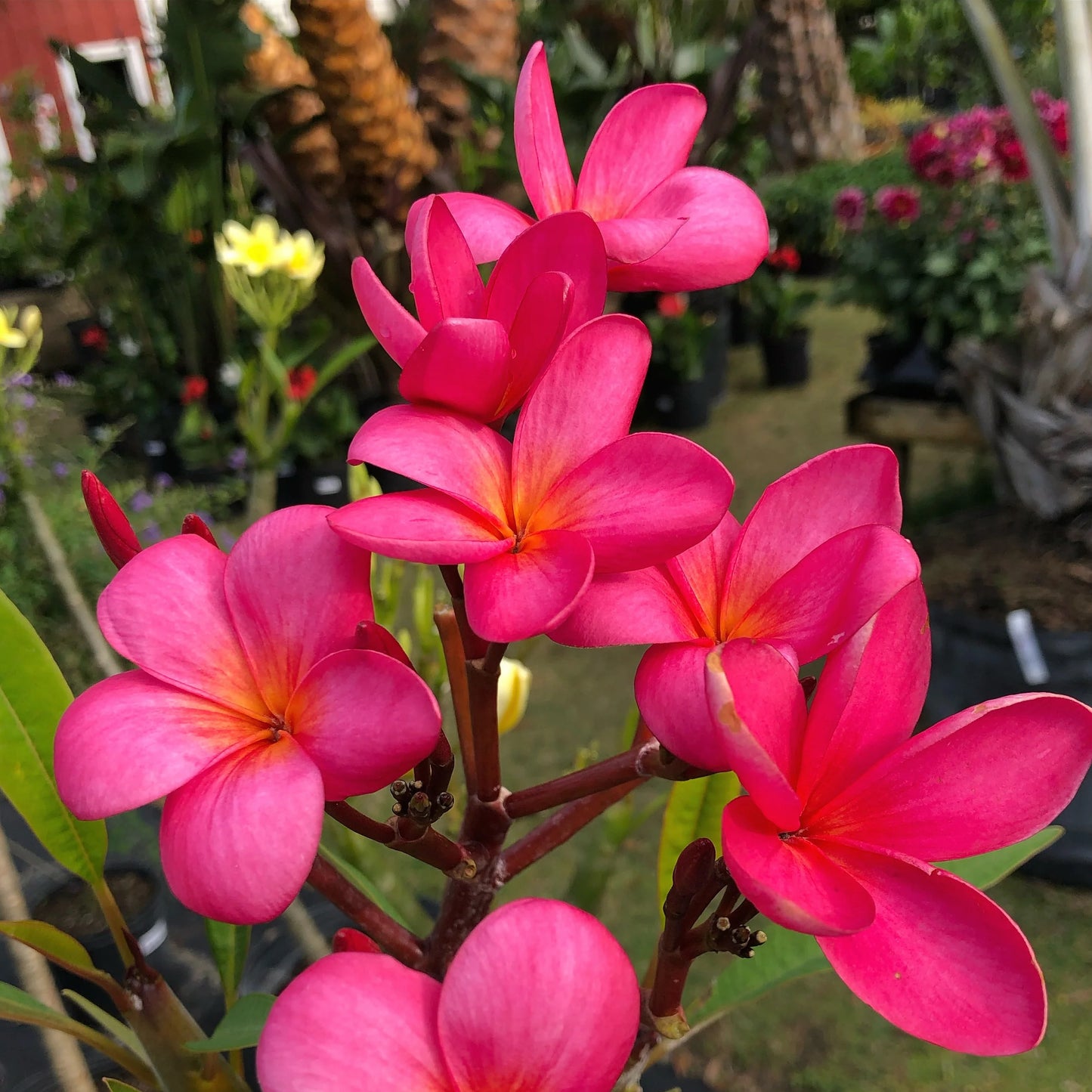 Frangipani Assorted (Plumeria spp.)