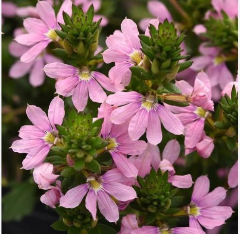 Fan Flower Fairy Pink (Scaevola aemula) - Ladybird Nursery
