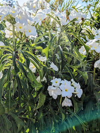 Frangipani Evergreen (Plumeria pudica)