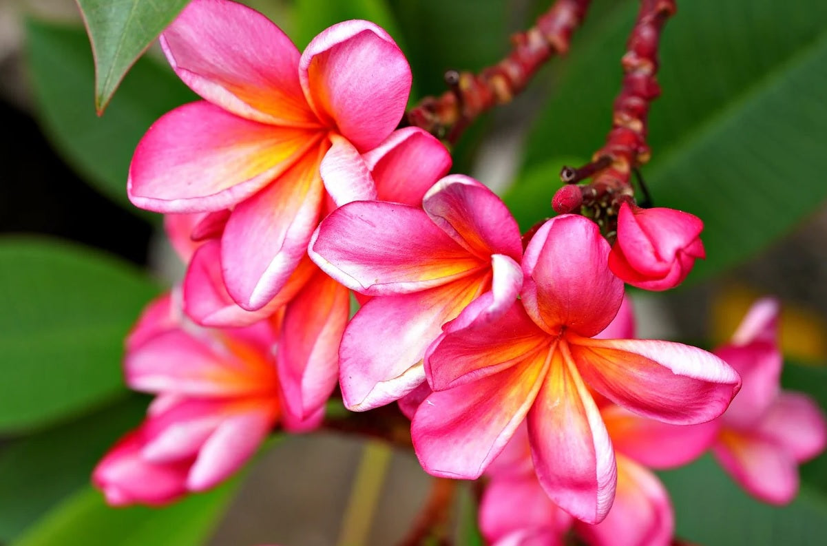 Frangipani Hot Pink (Plumeria rubra)