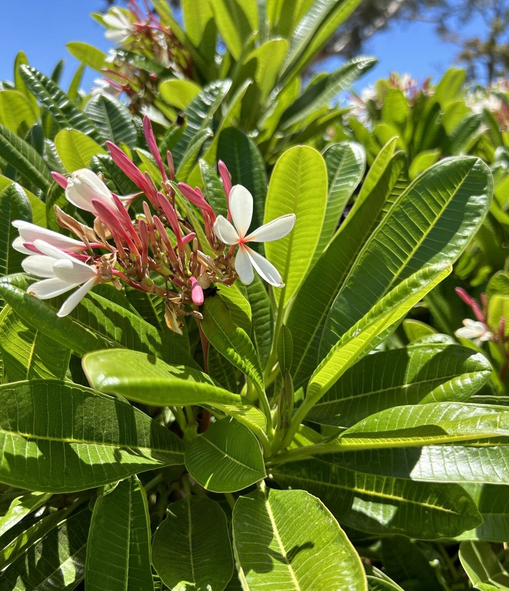 Frangipani Petite Pink (Plumeria obtusa) - Ladybird Nursery