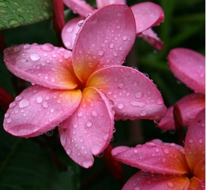 Frangipani Fruit Salad Pink (Plumeria acuta) Advanced 45Ltr Pick Up Only - Ladybird Nursery