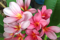 Frangipani Pink (Plumeria rubra)