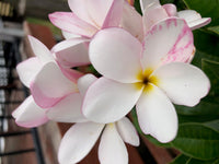 Frangipani Pink Evergreen (Plumeria pudica)