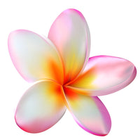 Frangipani Sunset Dreamer (Plumeria)