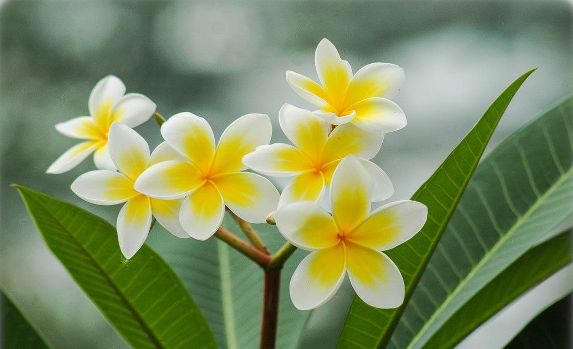 Frangipani White (Plumeria rubra)