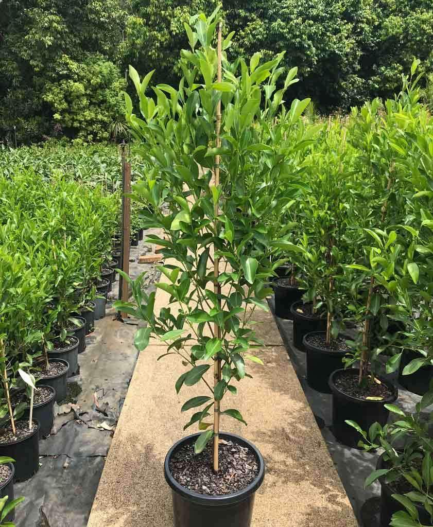 Fraser Island Apple (Acronychia imperforata)