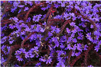 Fan Flower Fantasy Purple (Scaevola)