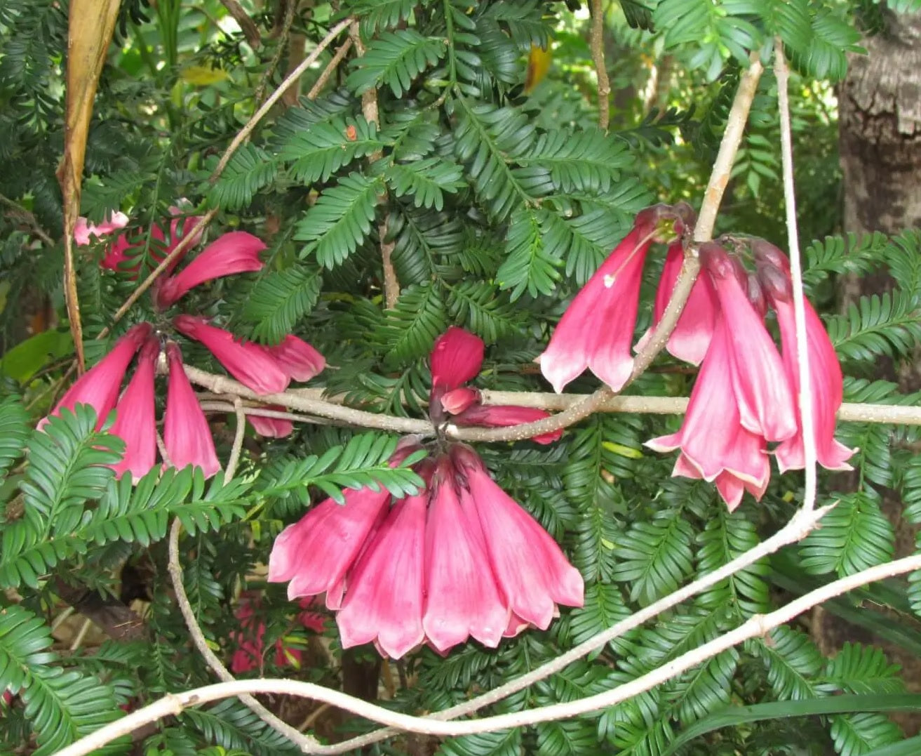 Fraser Island Creeper (Tecomanthe hillii)