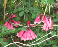Fraser Island Creeper (Tecomanthe hillii)
