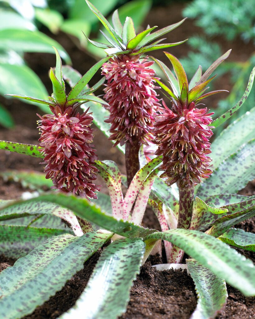 Freckles Pineapple Lily (Eucomis vandermerwei) - Ladybird Nursery