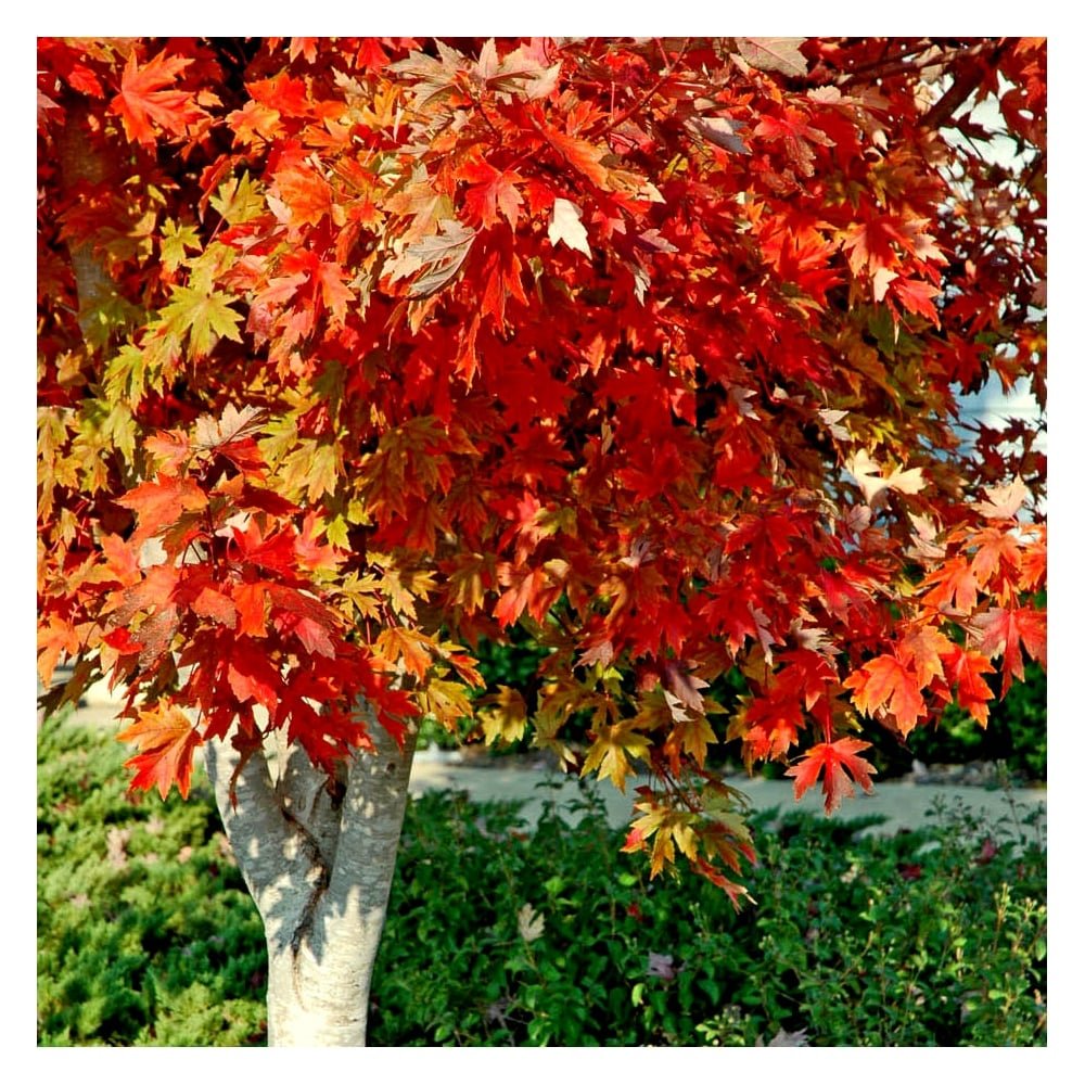 Maple Autumn Blaze (Acer) - Ladybird Nursery