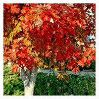 Maple Autumn Blaze (Acer)