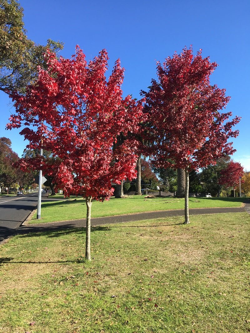 Freeman Maple Jeffersred (Acer freemanii) - Ladybird Nursery