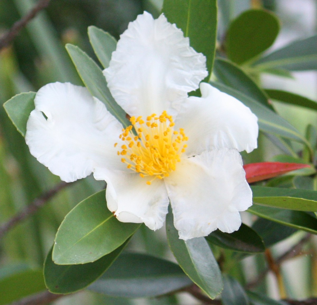 Fried Egg Plant (Gordonia axillaris)