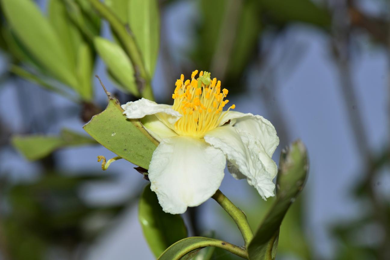 Fried Egg Plant Silkscreen (Gordonia yunnanensis)
