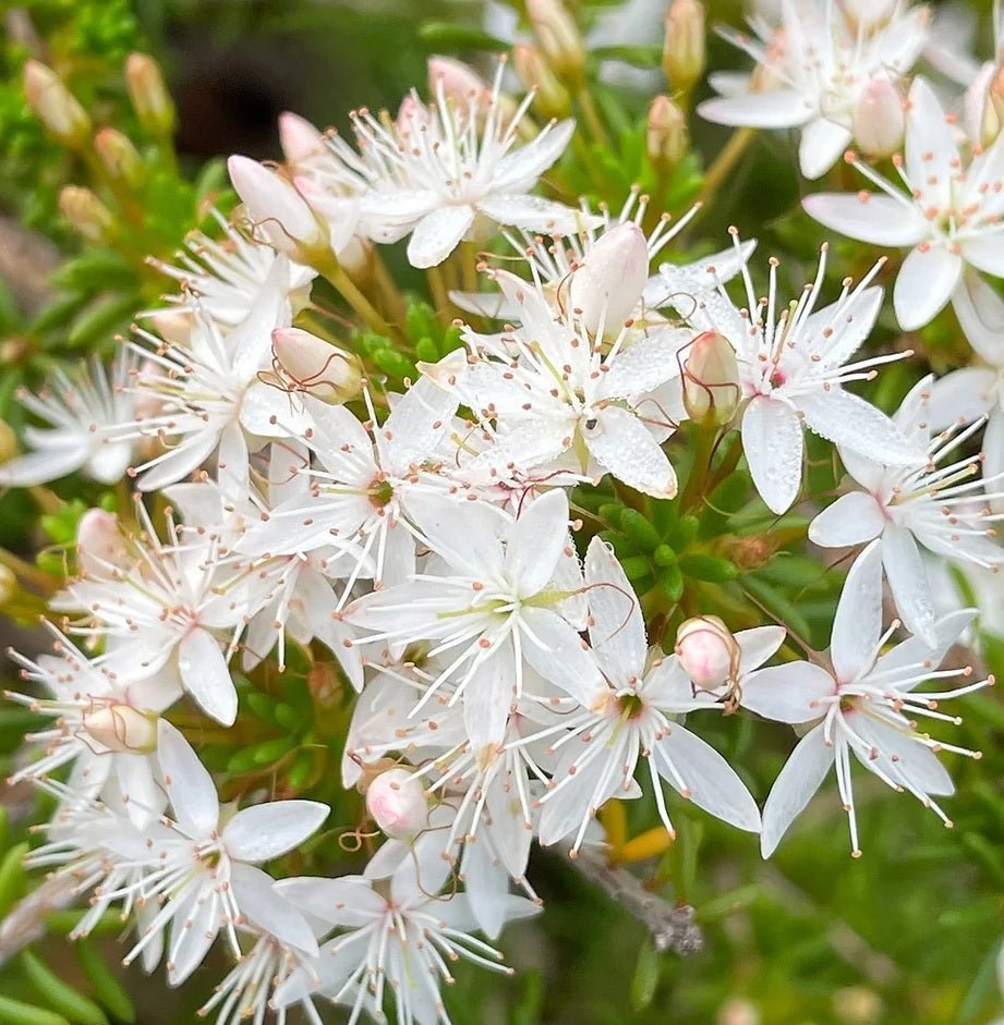 Fringe Myrtle White (Calytrix tetragona) - Ladybird Nursery