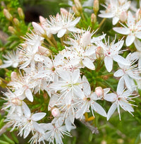 Fringe Myrtle White (Calytrix tetragona)