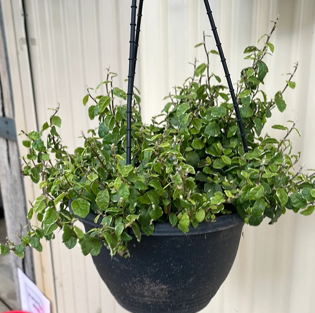 Frosty Creeping Fig (Ficus pumila)