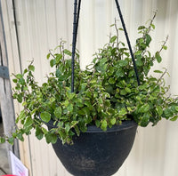 Frosty Creeping Fig (Ficus pumila)