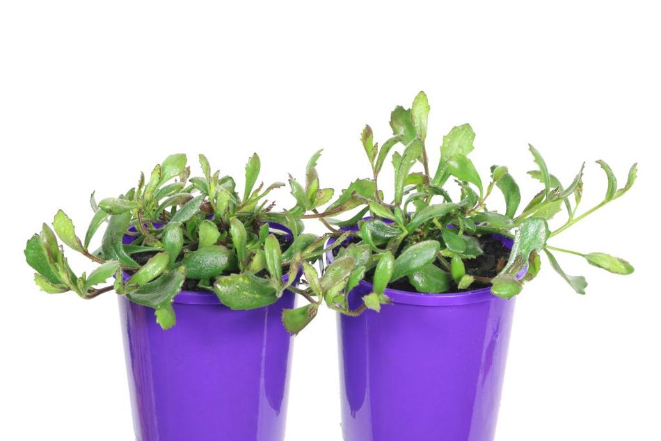 Fan Flower Just Classy (Scaevola striata)