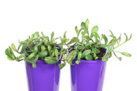 Fan Flower Just Classy (Scaevola striata)