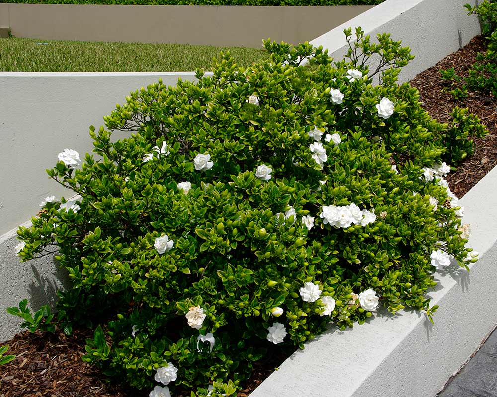 Gardenia 'Aimee Yoshiba' (Gardenia augusta) - Ladybird Nursery
