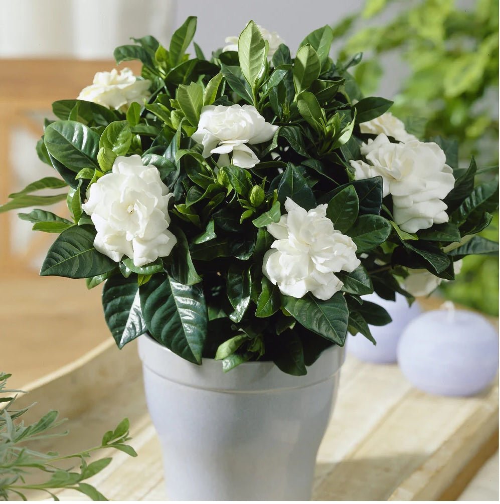 Gardenia Buttons (Gardenia jasminoides) - Ladybird Nursery