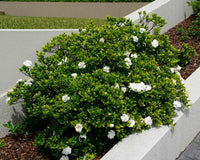 Gardenia Florida (Gardenia augusta)