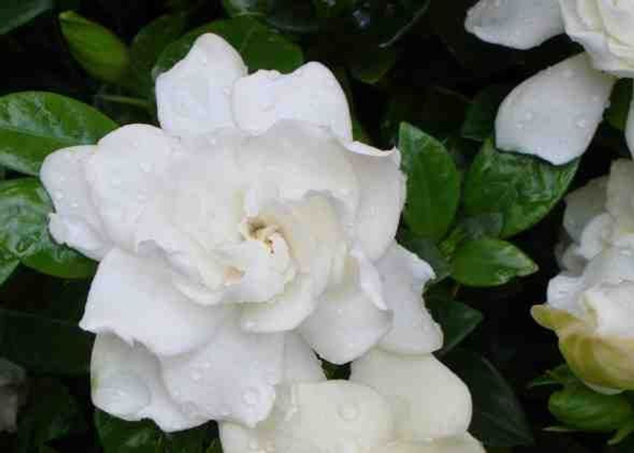 Gardenia Four Seasons (Gardenia augusta) - Ladybird Nursery