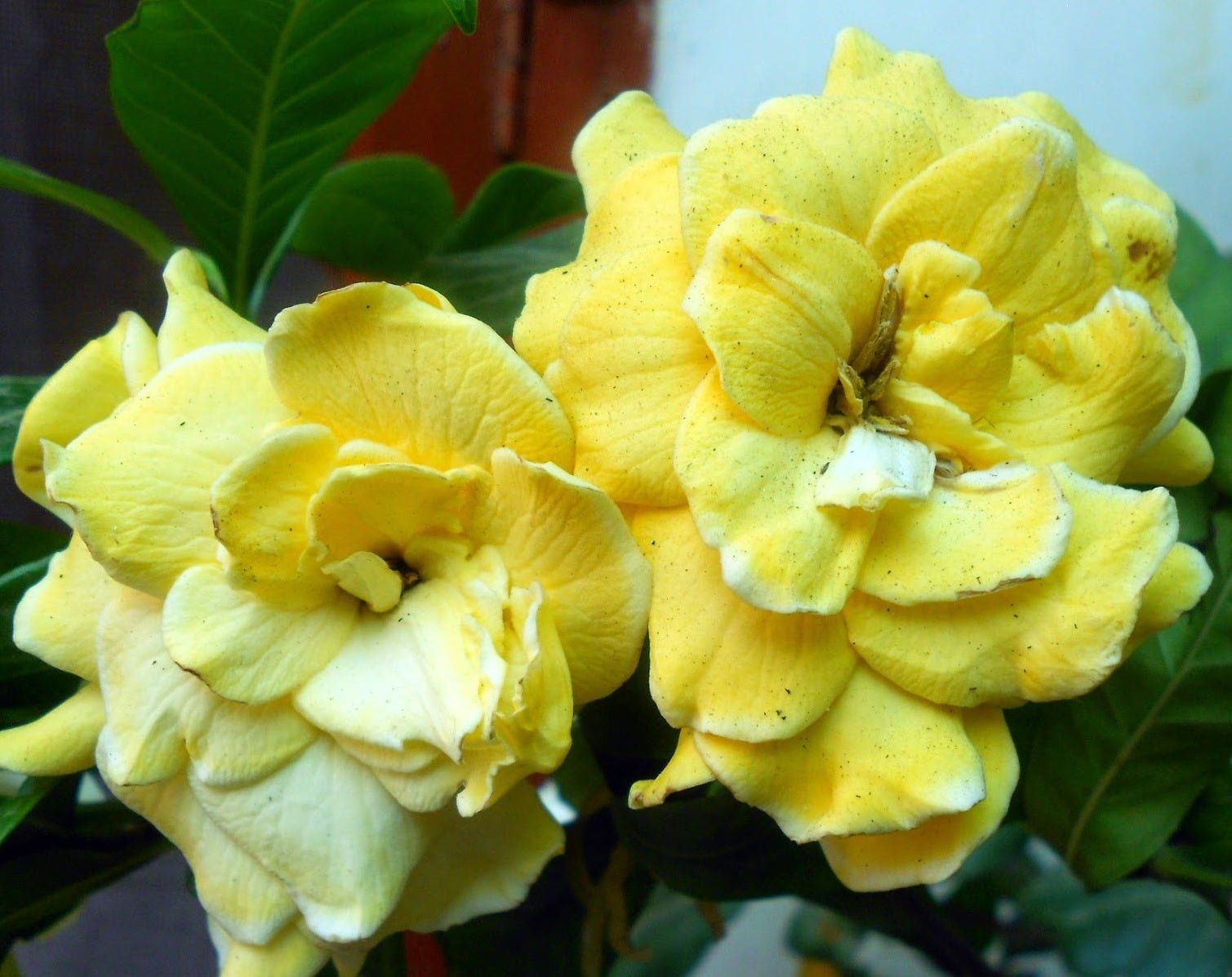 Gardenia Golden Magic (Gardenia augusta) - Ladybird Nursery