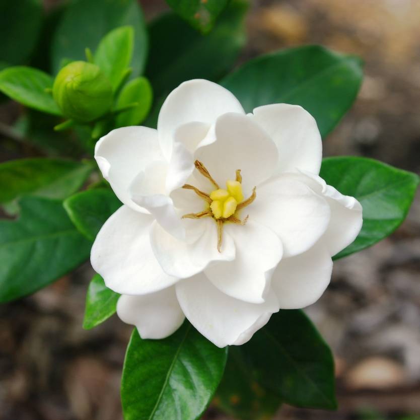 Gardenia Magnifica (Gardenia augusta)