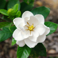 Gardenia Magnifica (Gardenia augusta)