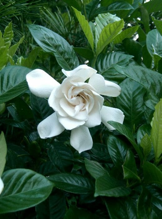 Gardenia Magnifica Standards (Gardenia augusta) - Ladybird Nursery