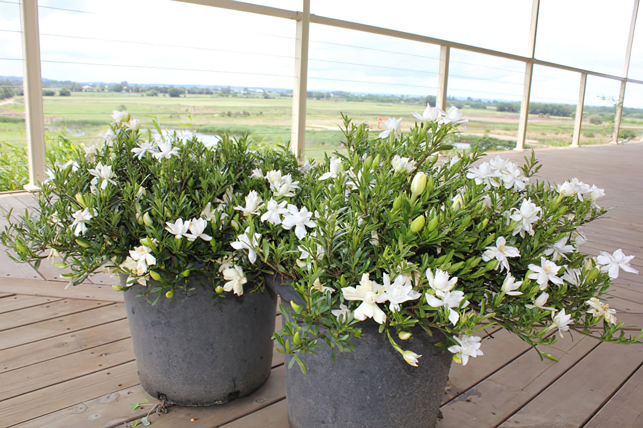 Gardenia O SO FINE™ (Gardenia augusta) - Ladybird Nursery
