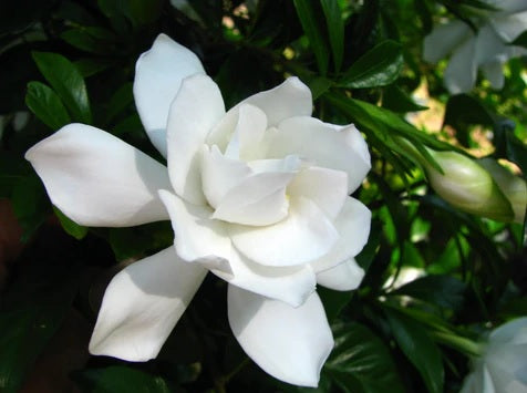Gardenia Ocean Pearl