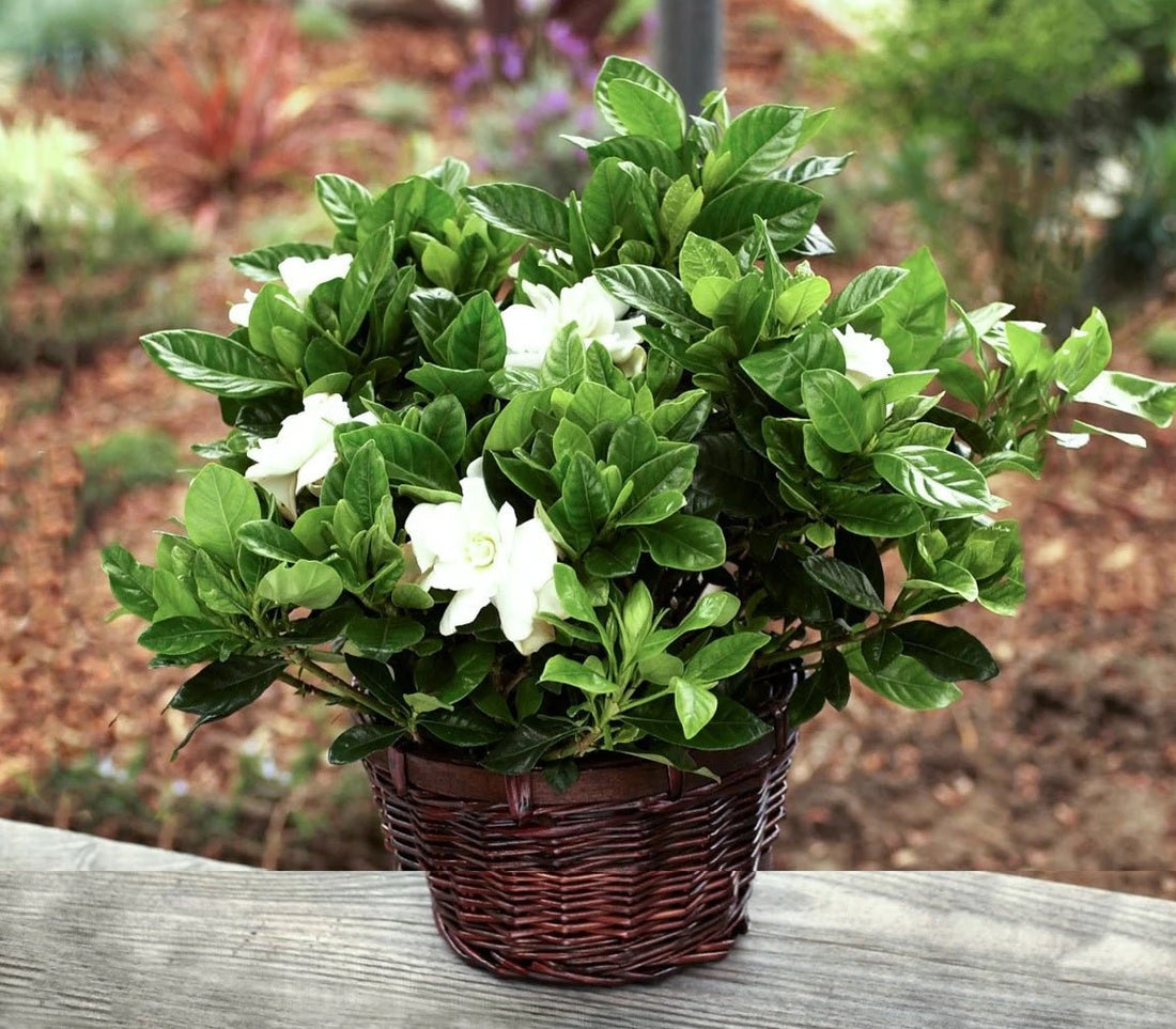 Gardenia Paradise ® Cupid (Gardenia jasminoides) - Ladybird Nursery