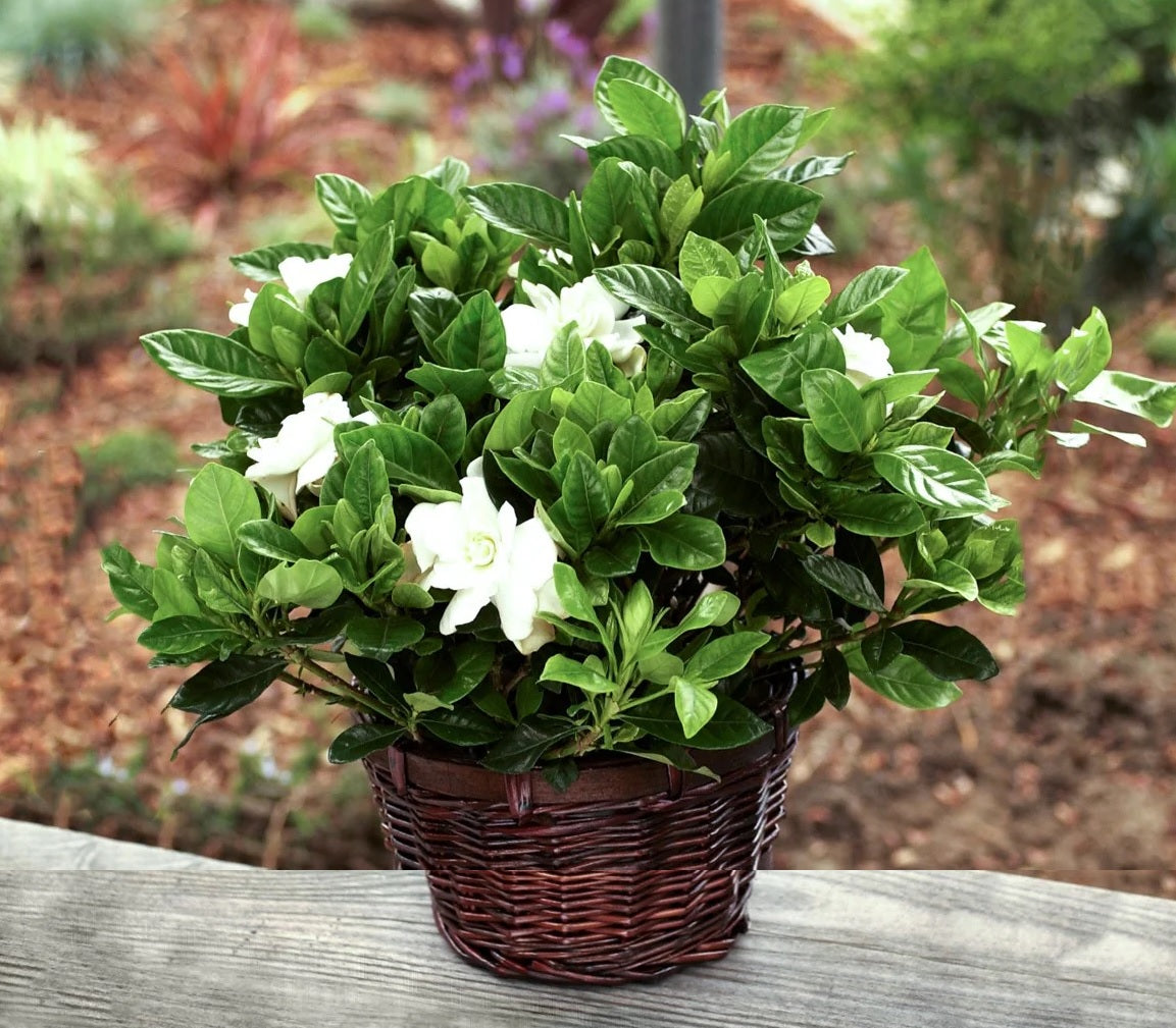 Gardenia Paradise ® Cupid (Gardenia jasminoides)